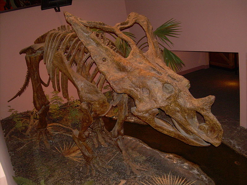 File:Chasmosaurus skeleton.JPG