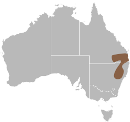 File:Delma plebeia distribution.svg