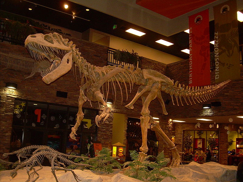 File:Torvosaurus tanneri skeleton.JPG