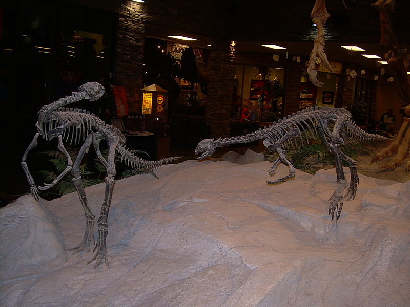 File:Othnielia rex skeletons 2.JPG