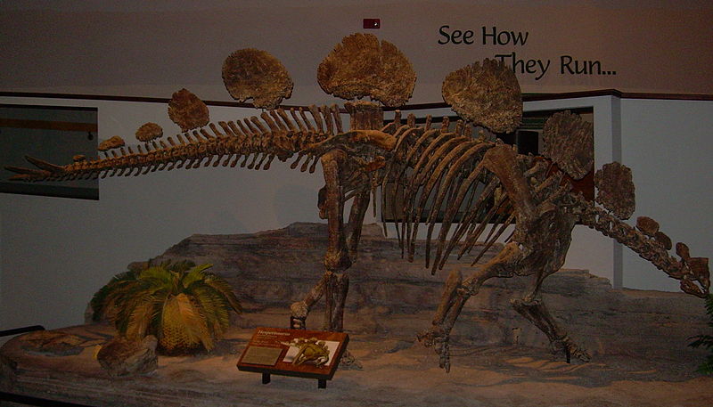 File:Hesperosaurus mjosi skeleton.JPG