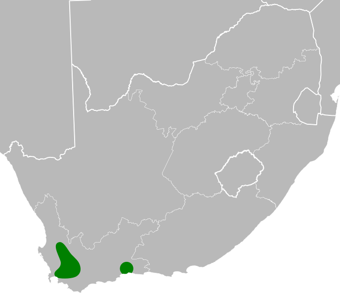 File:Cyclopia buxifolia distribution.svg