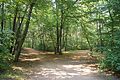 Waldpark Blasewitz-2012-1.jpg