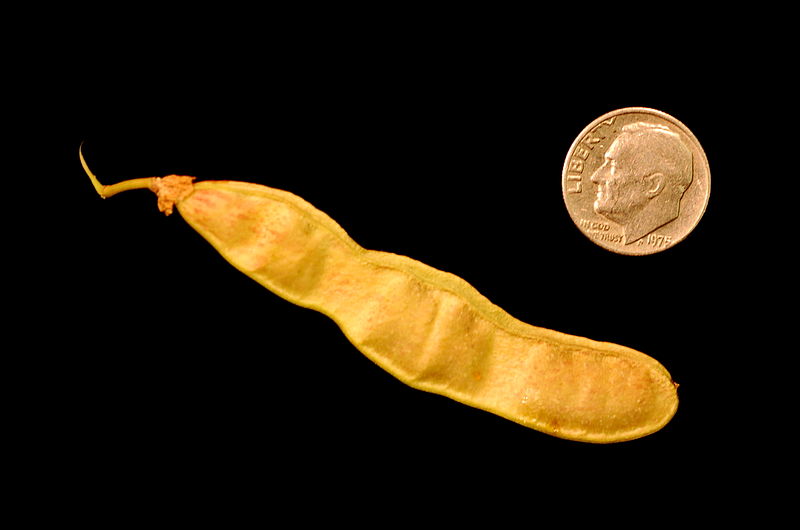 File:Robinia pseudoacacia seed pod 2.JPG