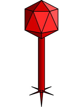 File:Siphoviridae.svg