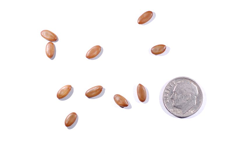 File:Albizia julibrissin seeds 2.JPG