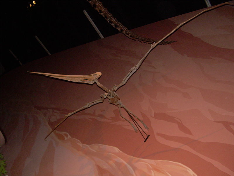 File:Pteranodon skeleton.JPG