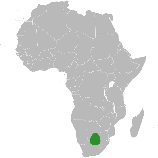 File:Bolusia acuminata distribution.svg