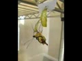 File:Papilio dardanus emerging.ogg