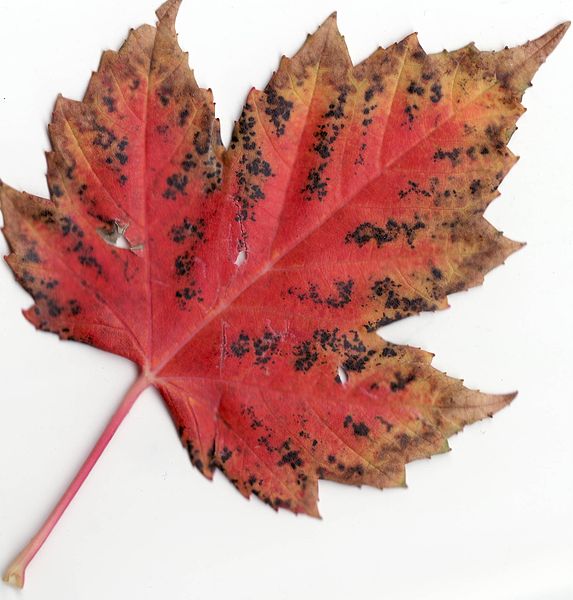 File:Autumn Rocky Mountain Maple Leaf.jpg