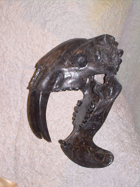 File:Thylacosmilus atrox skull.JPG