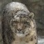 snowleopard233